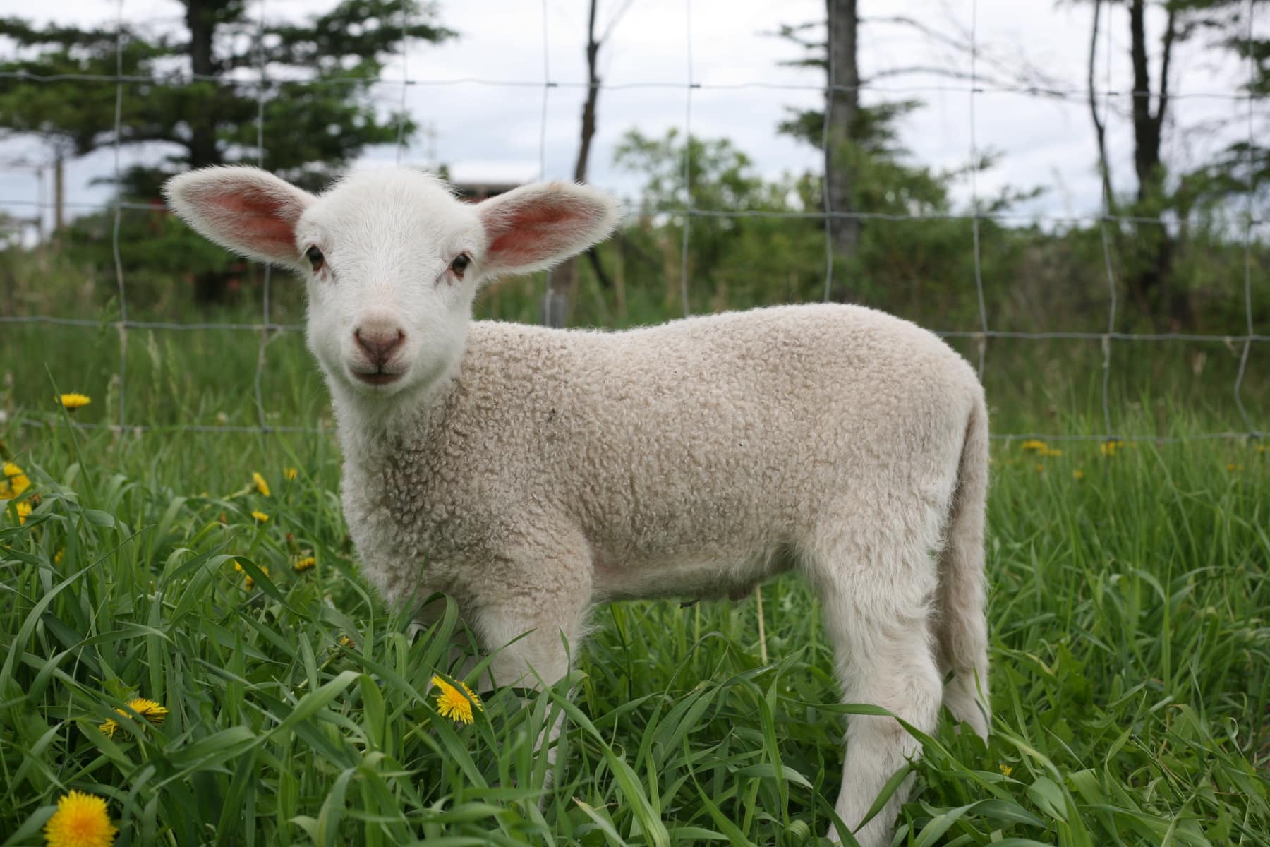 April 2023 Studio Hours Recap: Welcoming Spring on a Sheep Farm