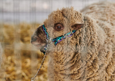 Light brown sheep, up close, through a blurry wire fence in the foreground.