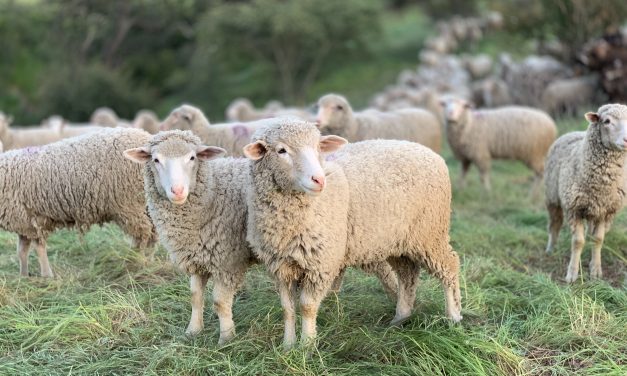 The Wool Plan Aims to Reinvigorate the Canadian Wool Industry