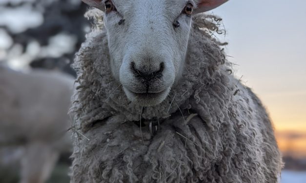 Animal Welfare: Why an Alberta Sheep Farmer Got Officially Certified