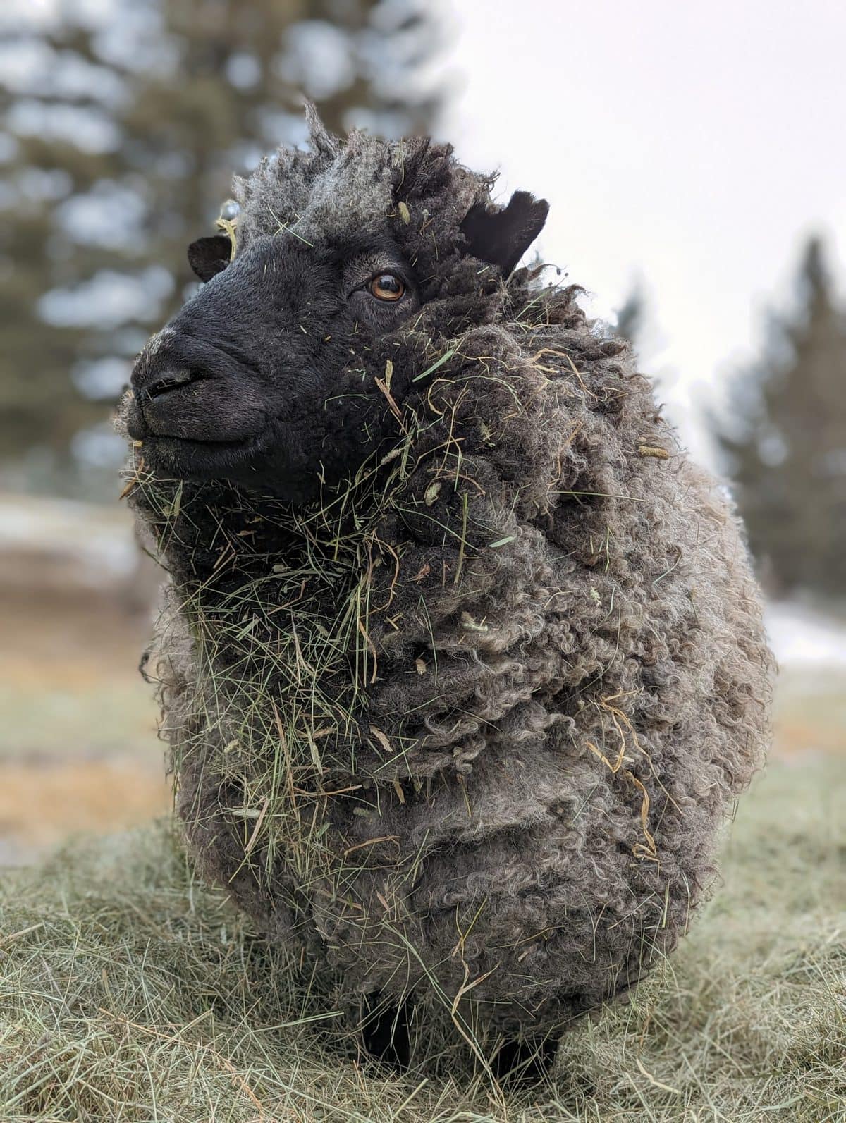 image description: a brown-faced sheep, in three-quarter profile, with hay and small twigs caught in the locks of the fleece