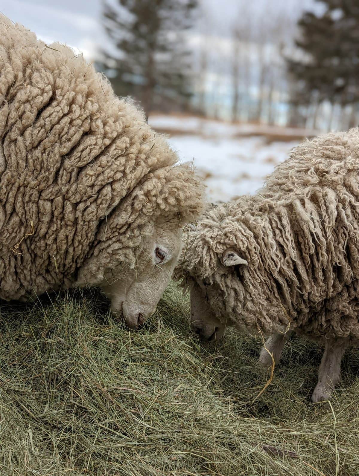 image: two shaggy sheep, grazing close together
