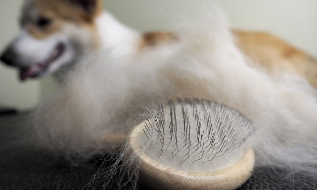 Warp and Woof: The Unexpected Story of Dogs’ Wool