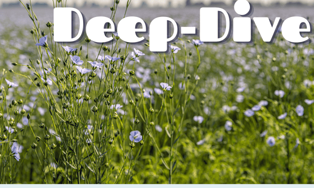 Archive Deep-Dive: Sustainability