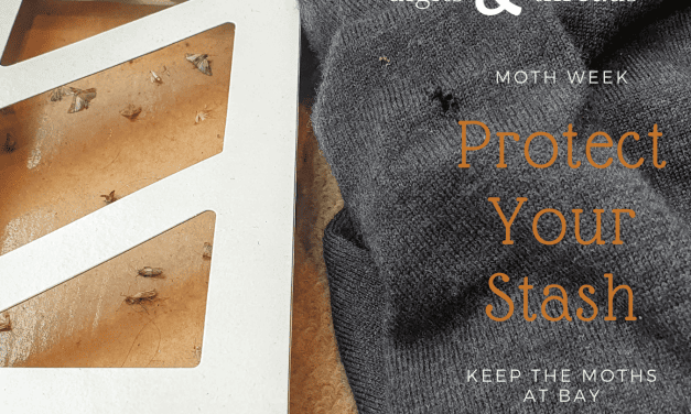 The M-Word: Protecting Your Stash from Moths